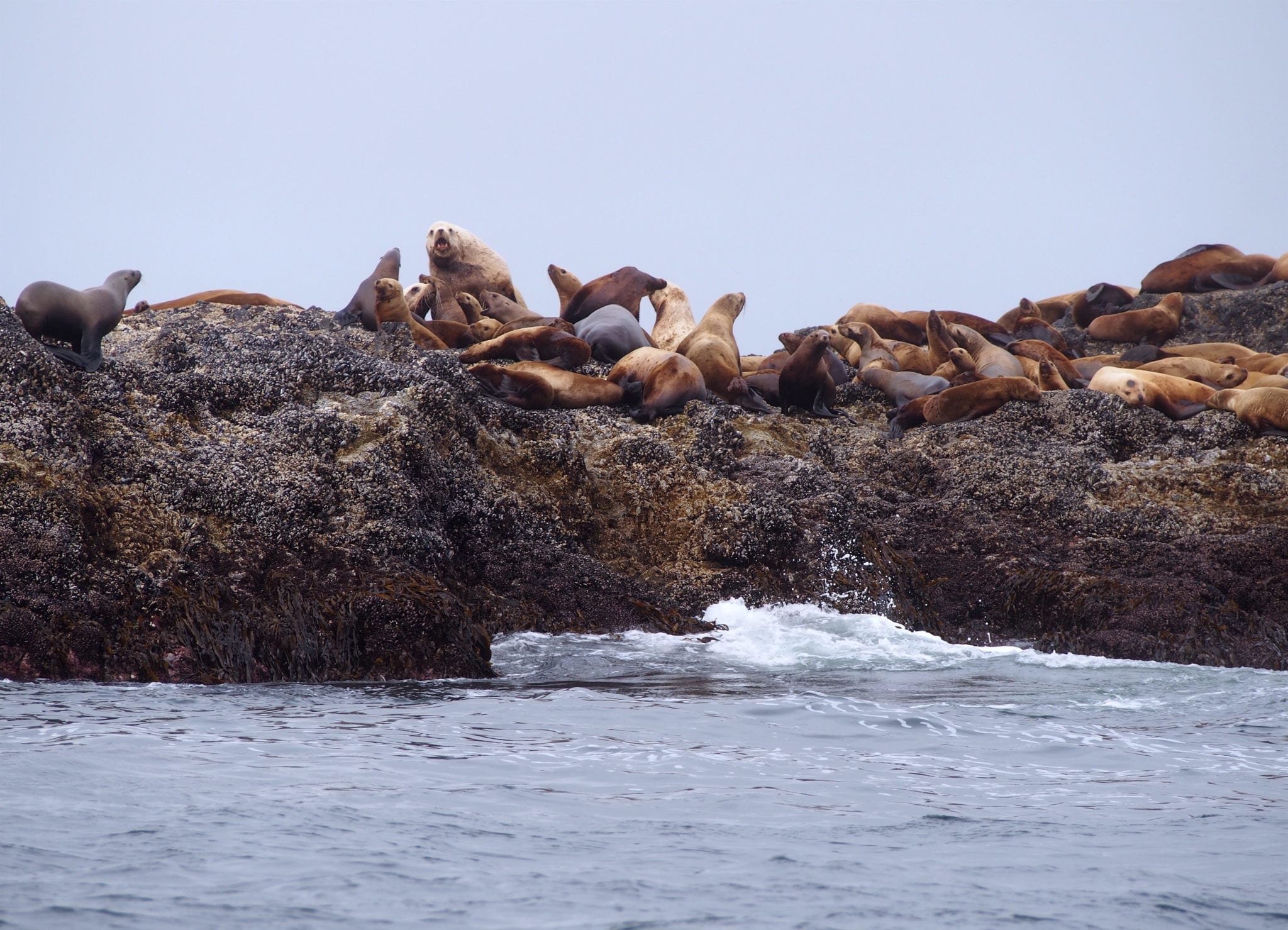 P6233123 Whale Watching In Tofino